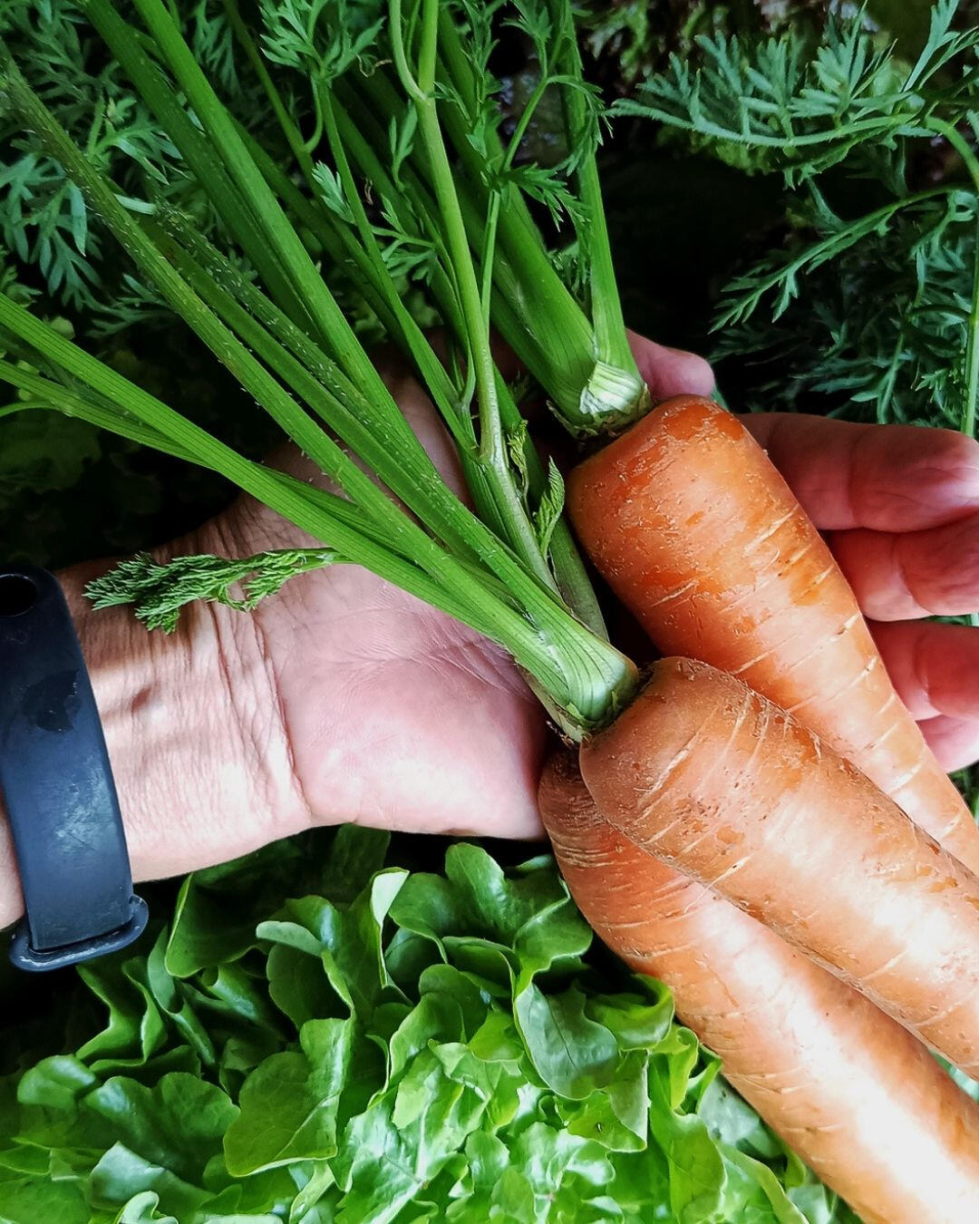 Uma mão segurando três cenouras frescas com suas ramas verdes vibrantes, apoiadas sobre uma cama de alface crespa verde-escura. A imagem foca na pureza e frescor dos ingredientes naturais da Omicha, promovendo a alimentação consciente no bairro Dionísio To